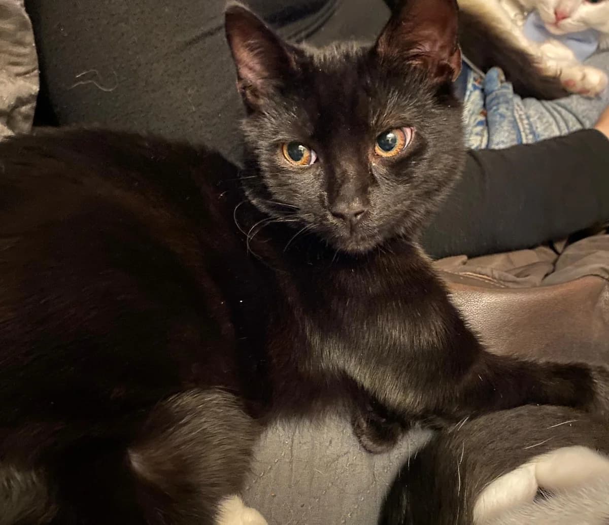 Tammy’s Duo – two remaining kittens, female Mixed Breed for adoption at North East Lincs Animal Rescue
