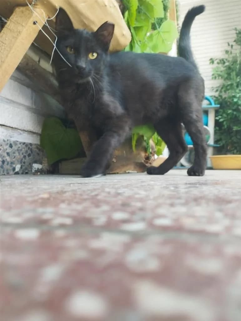 BLACKY, male young Mixed Breed for adoption at Nowzad