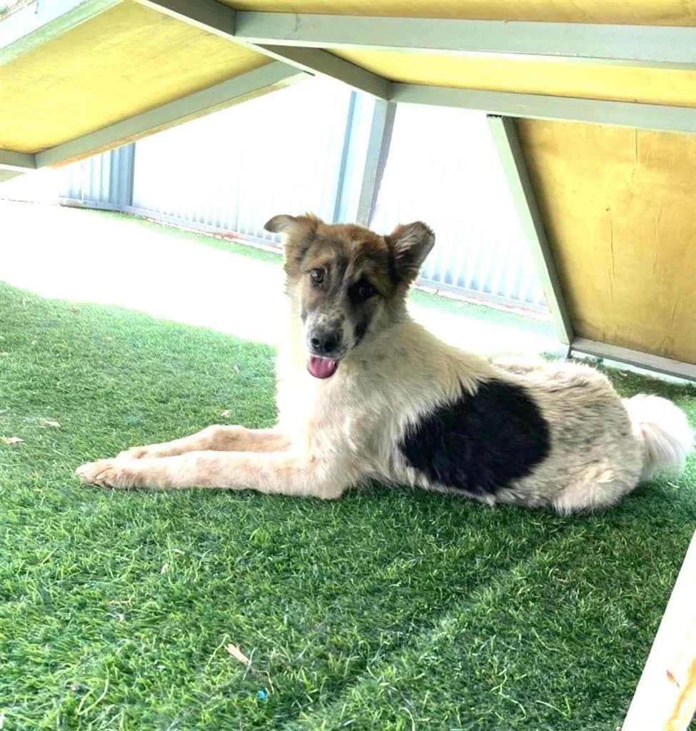 BUDDY, male young Mixed Breed for adoption at Nowzad