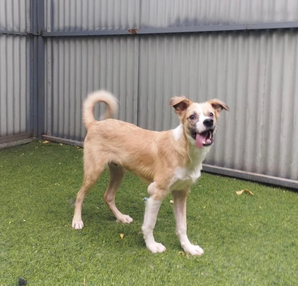 KHASHBAKHT, male young Mixed Breed for adoption at Nowzad