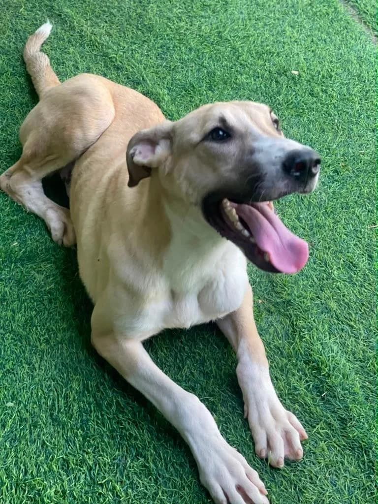 WILLIAM, male young Mixed Breed for adoption at Nowzad