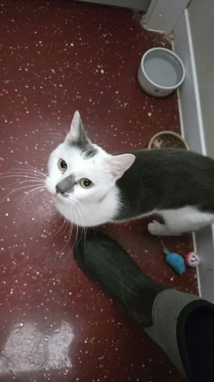 Ada, female young mixed breed for adoption at Oak Tree Animals