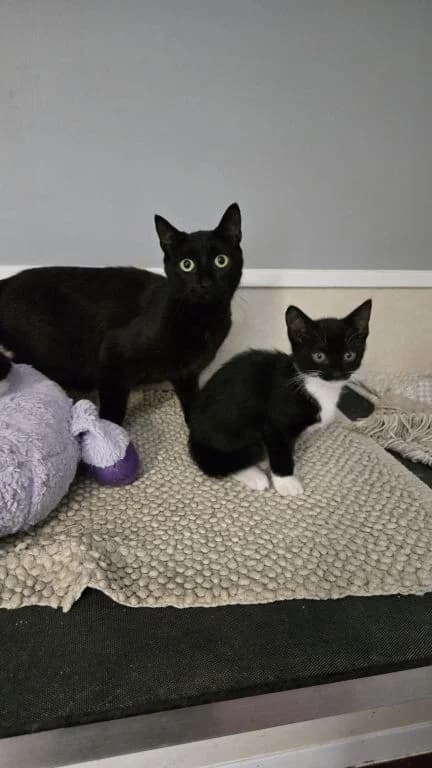 Agatha and Christie, female young mixed breed for adoption at Oak Tree Animals