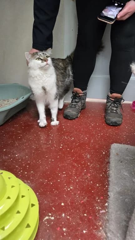 Alfie, male young Mixed Breed Cat for adoption at Oak Tree Animals