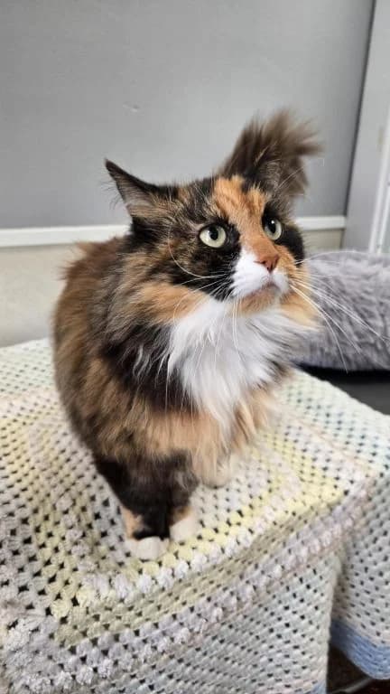 Autumn, female senior mixed breed for adoption at Oak Tree Animals