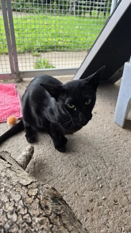 Baby, female senior mixed breed for adoption at Oak Tree Animals