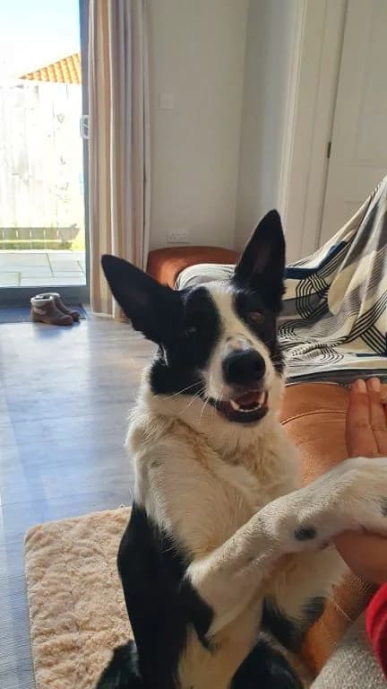 Basil, male 6yo Collie for adoption at Oak Tree Animals