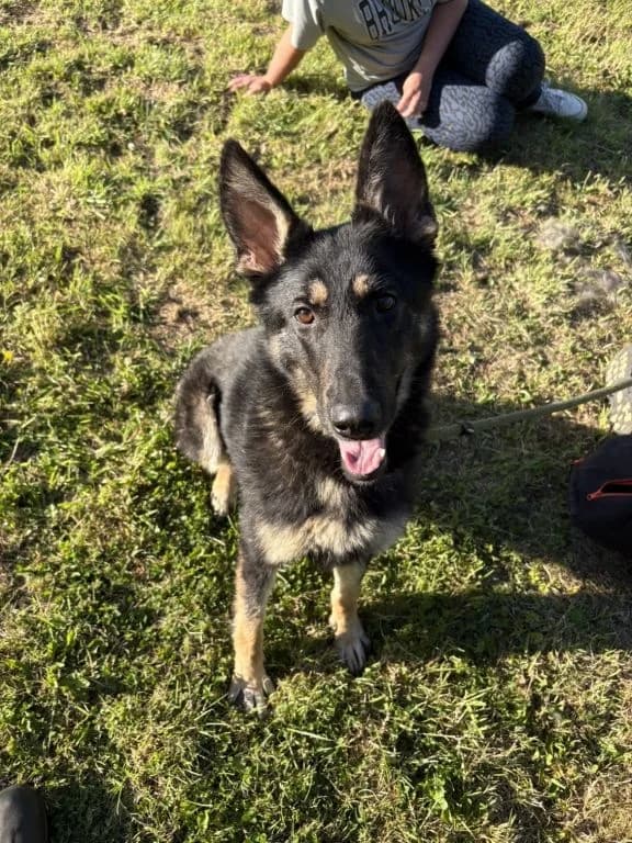 Betty boo, female 3yo German Shepherd for adoption at Oak Tree Animals