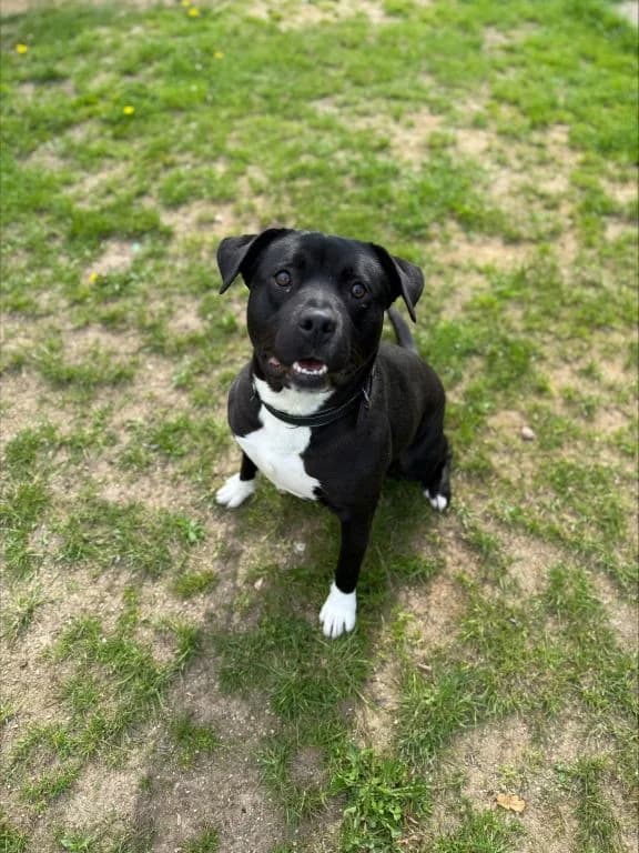 Brilliant Bailey, male 3yo Mixed Breed for adoption at Oak Tree Animals