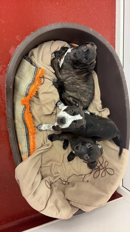Bullbreed Puppies, male 6yo Mixed Breed for adoption at Oak Tree Animals