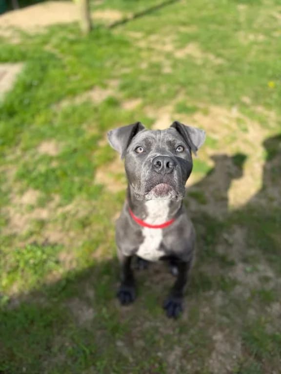 Cairo, Cleo and Athena, female young Cane Corso for adoption at Oak Tree Animals
