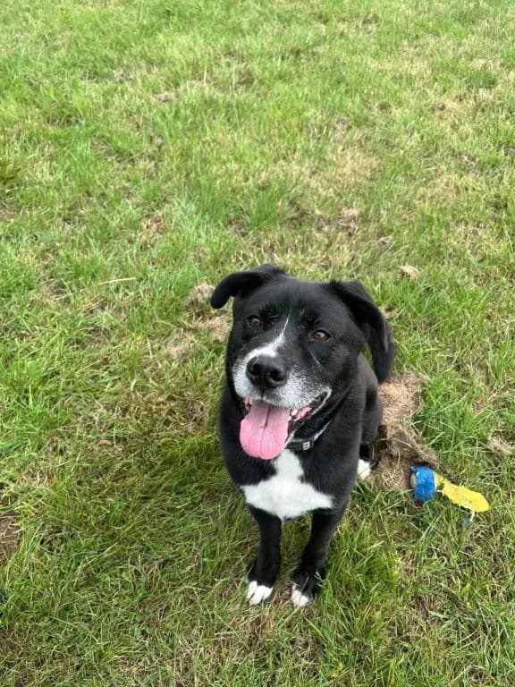 Captain Jack, male 5yo Mixed Breed for adoption at Oak Tree Animals