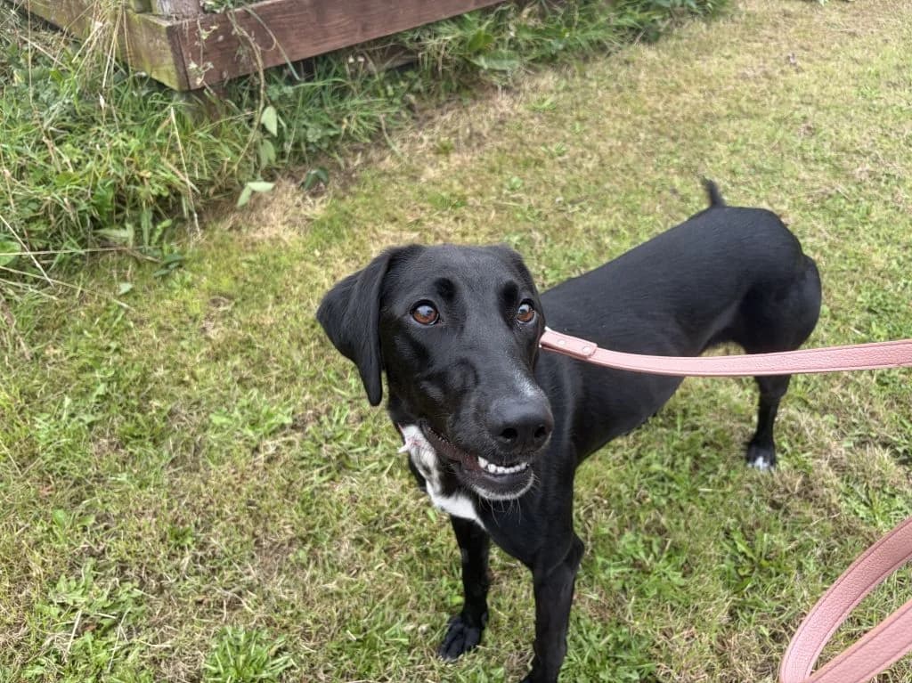 Cherry, female young Mixed Breed for adoption at Oak Tree Animals