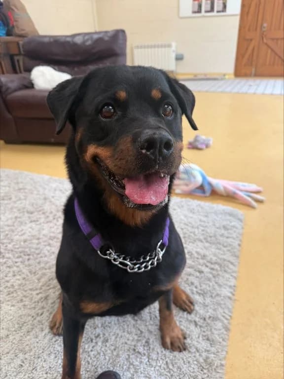 Cindy lou, female senior Rottweiler for adoption at Oak Tree Animals