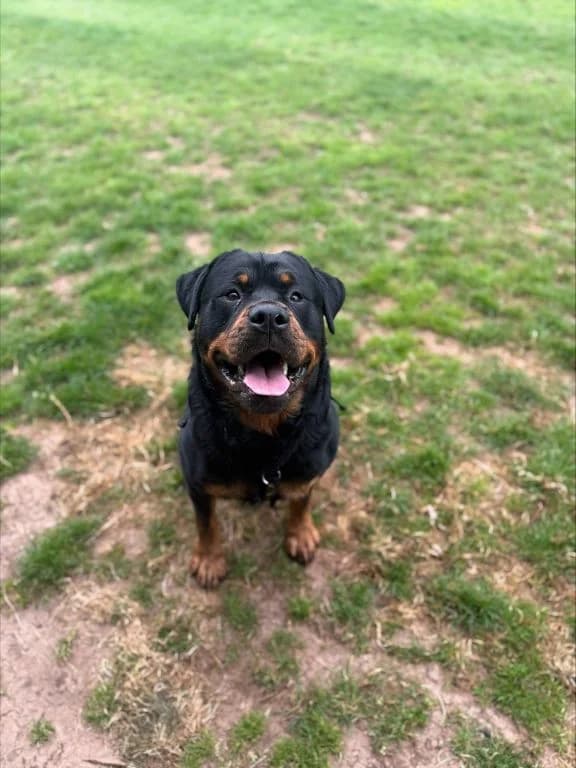 Clifford, male Rottweiler for adoption at Oak Tree Animals