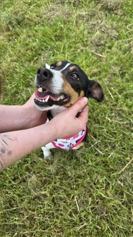 Delightful Daisy, female 3yo Jack Russell Terrier for adoption at Oak Tree Animals