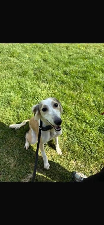 Delightful Delilah, female young Saluki for adoption at Oak Tree Animals