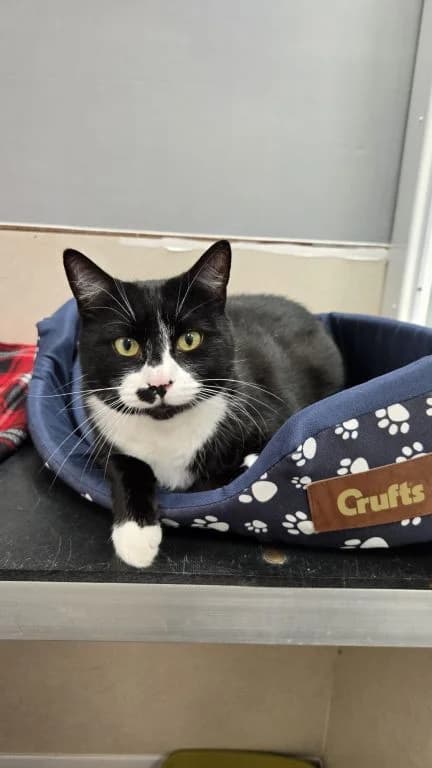 Domino, male 7yo Mixed Breed Cat for adoption at Oak Tree Animals