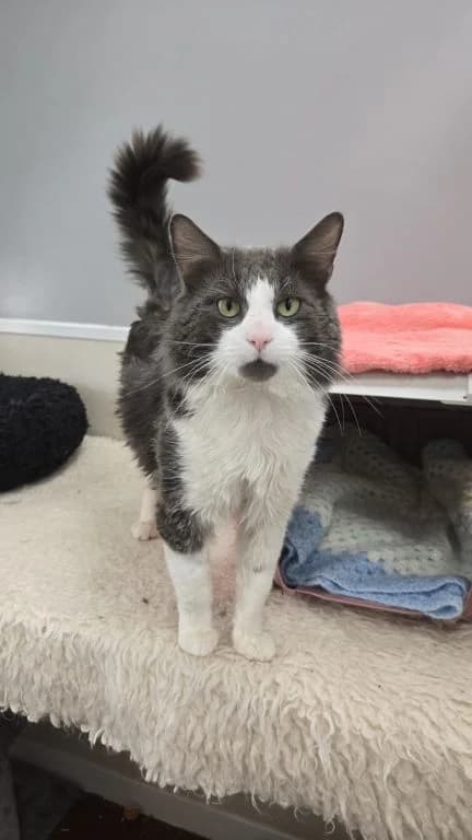 Dumbledor, male Mixed Breed Cat for adoption at Oak Tree Animals