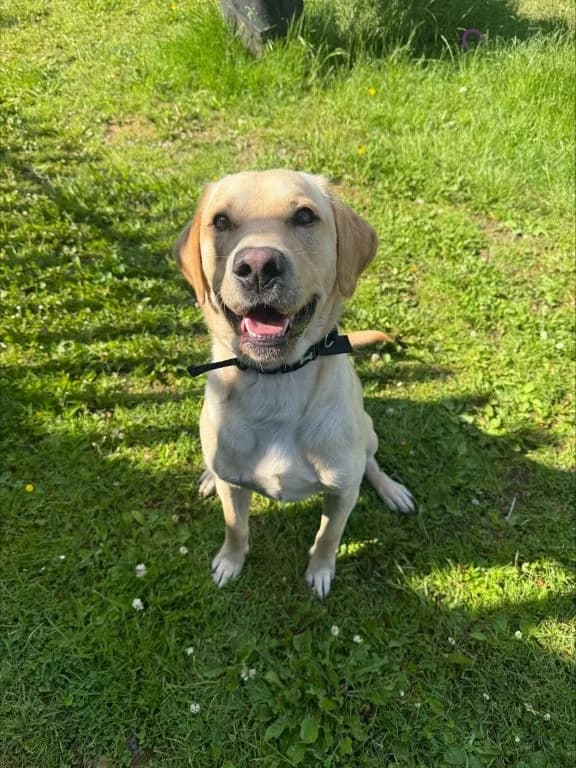 Eddie, male 3yo Labrador Retriever for adoption at Oak Tree Animals