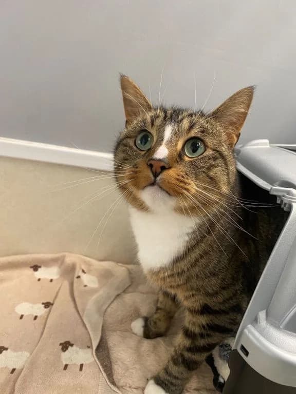 Frank, male 5yo mixed breed for adoption at Oak Tree Animals
