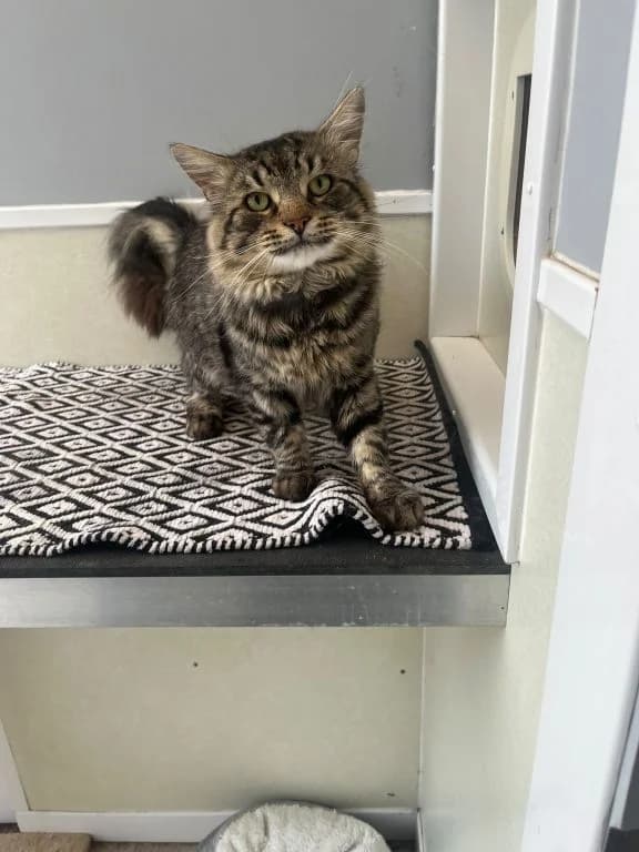 Fred, male 5yo Mixed Breed for adoption at Oak Tree Animals