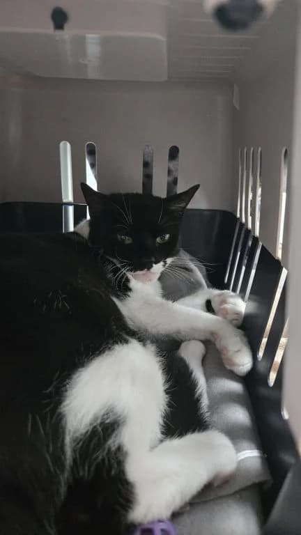 Gracie and Cammie, female young Mixed Breed Cat for adoption at Oak Tree Animals
