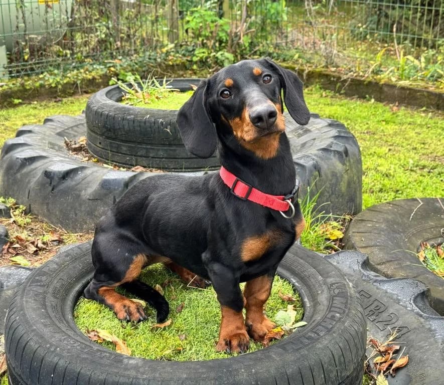 Hallie, female 3yo Dachshund for adoption at Oak Tree Animals