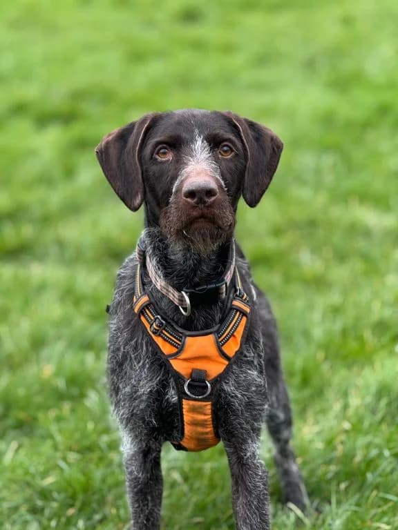 Handsome Hamish, male 6yo Pointer for adoption at Oak Tree Animals