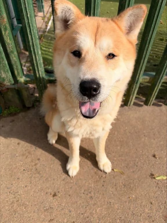 Handsome Hank, male 3yo mixed breed for adoption at Oak Tree Animals