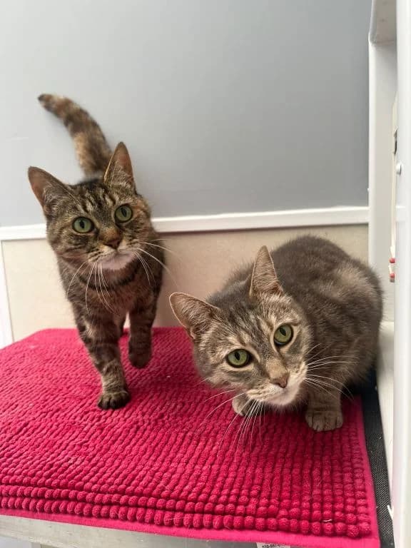 Henry and Maud, 4yo Mixed Breed for adoption at Oak Tree Animals