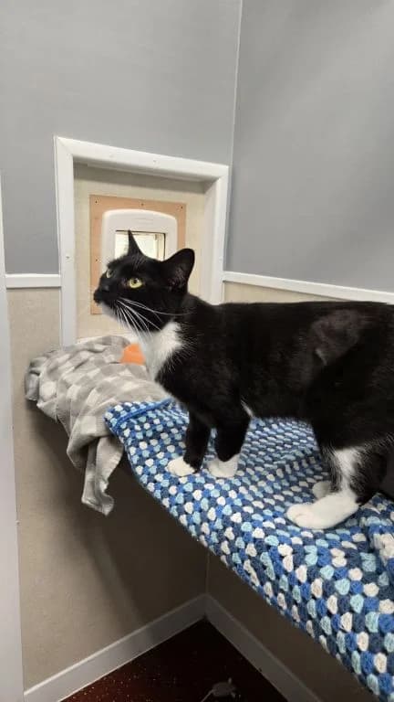 Hilda, female young mixed breed for adoption at Oak Tree Animals