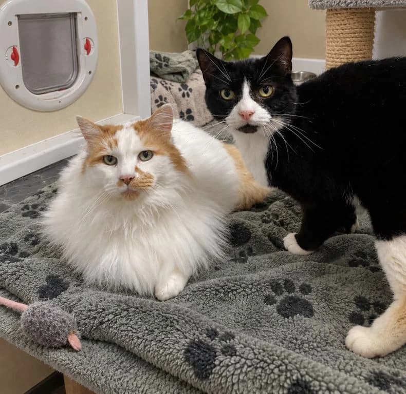 Handsome boys, Jasper and Felix, male senior mixed breed for adoption at Oak Tree Animals