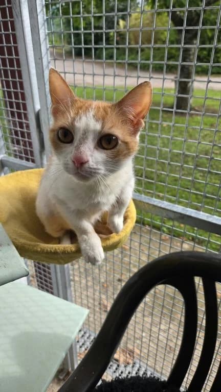 Jill, female young mixed breed for adoption at Oak Tree Animals