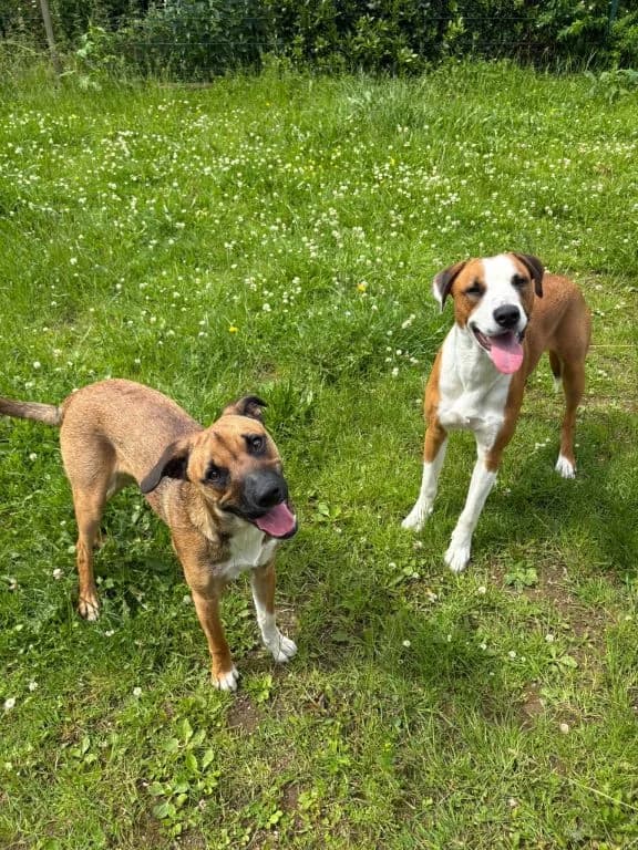 Jolly Jimmy and Terrific Timmy, male young Mixed Breed for adoption at Oak Tree Animals
