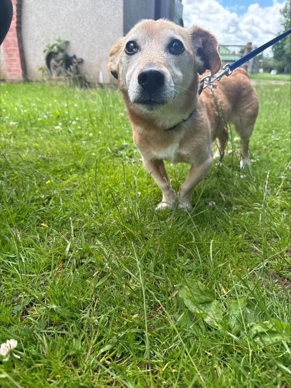 Joyful Jack, male senior Jack Russell Terrier for adoption at Oak Tree Animals