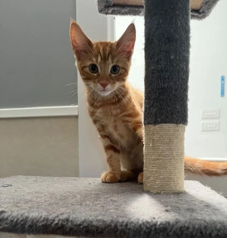 Kittens, puppy mixed breed for adoption at Oak Tree Animals