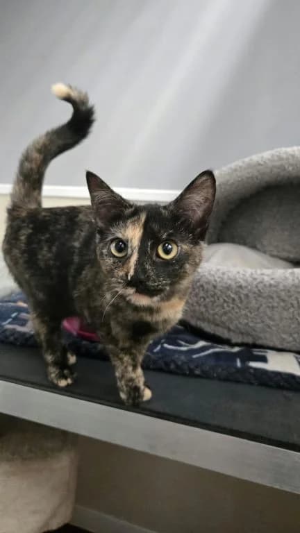 Latte, female young mixed breed for adoption at Oak Tree Animals