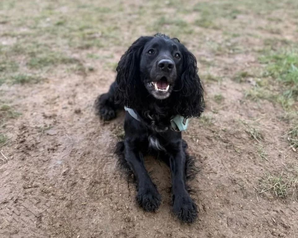 Lady Layla, female 3yo Cocker Spaniel for adoption at Oak Tree Animals