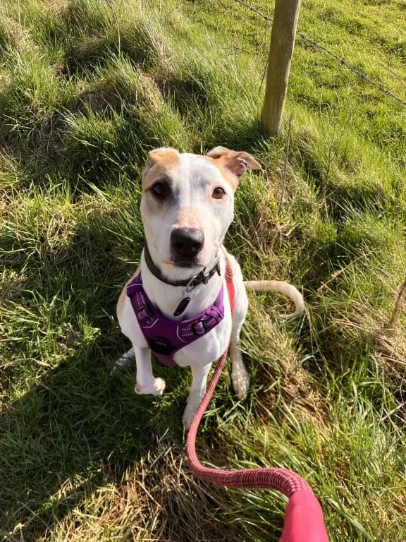 Lexi, female 6yo Lurcher for adoption at Oak Tree Animals