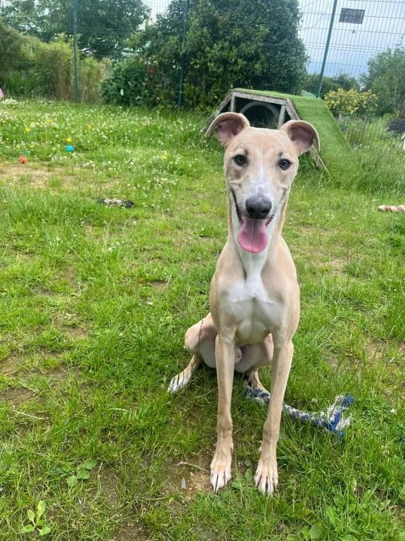 Lovely Lenny, male young Lurcher for adoption at Oak Tree Animals