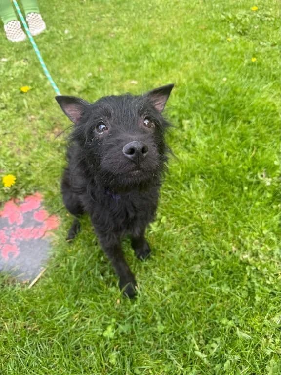 Loyal Lucy, female 5yo mixed breed for adoption at Oak Tree Animals