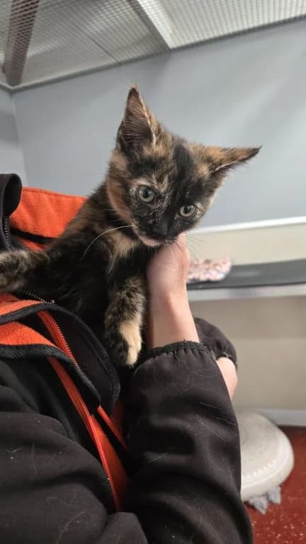 Luna, female puppy Mixed Breed Cat for adoption at Oak Tree Animals