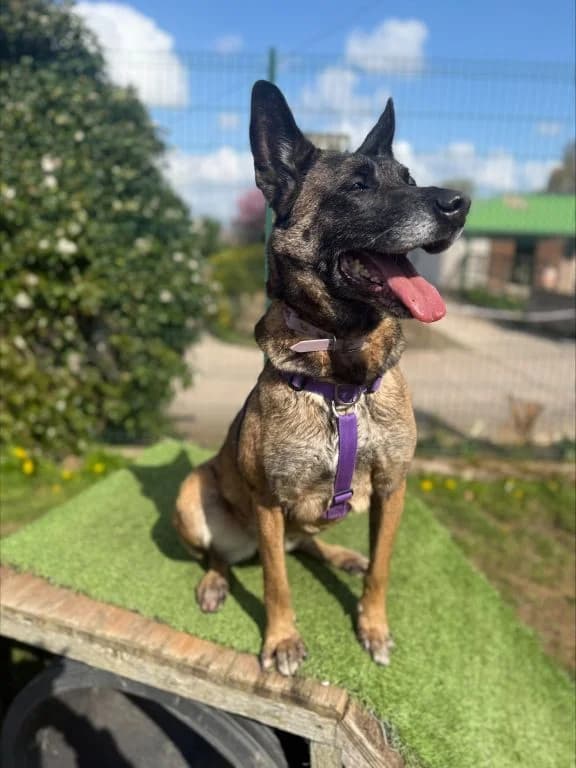 Miss Maggie, female senior Belgian Malinois for adoption at Oak Tree Animals