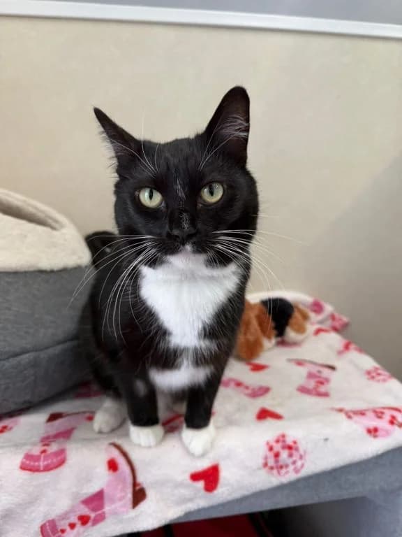 Mama, female 6yo Mixed Breed Cat for adoption at Oak Tree Animals