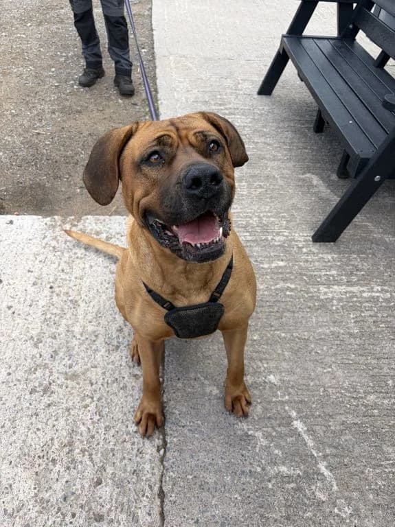Martha, female 6yo Mixed Breed for adoption at Oak Tree Animals