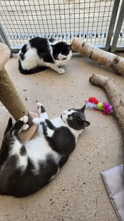 Mike and Sully, male young Mixed Breed Cat for adoption at Oak Tree Animals
