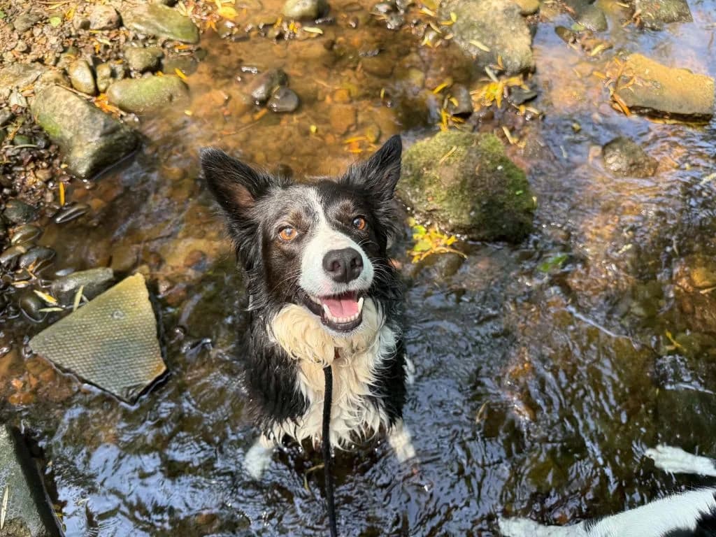 Milo, male 5yo Collie for adoption at Oak Tree Animals