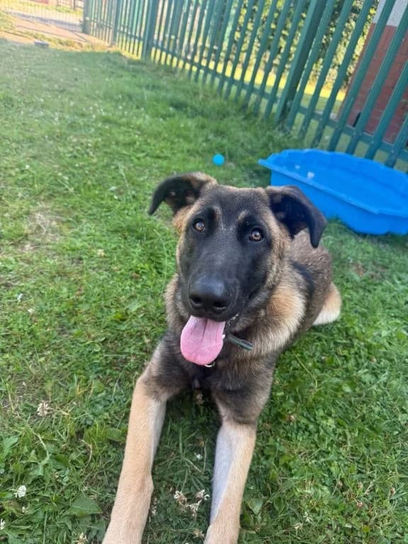 Mouse, male puppy Mixed Breed for adoption at Oak Tree Animals