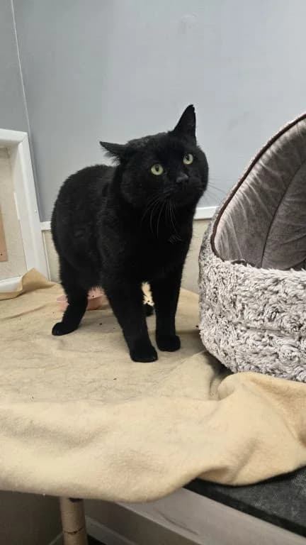 Mr Crickett, male 6yo Mixed Breed Cat for adoption at Oak Tree Animals